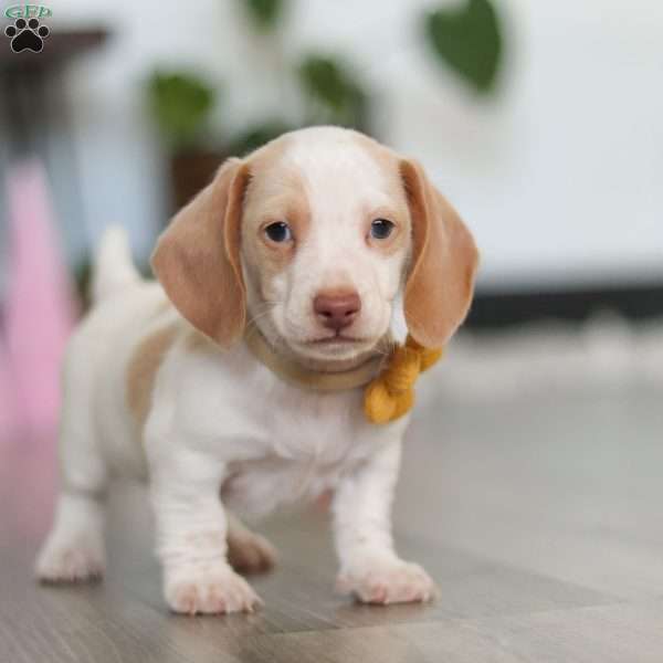 Charlie, Dachshund Puppy